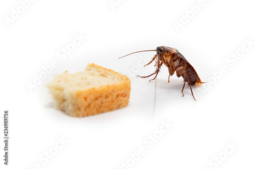 Cockroach is contagion dissemination, Cockroach finding food which isolated white background.