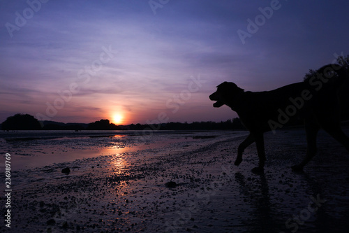 silhouette dog in sunset purple sky and sea beach