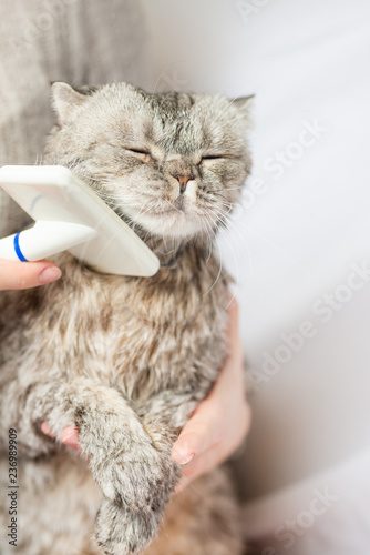 Brushing out a cat as a groomer after washing off excess wool on a light background