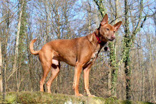 Hübscher rot-brauner Hund im Herbstwald
