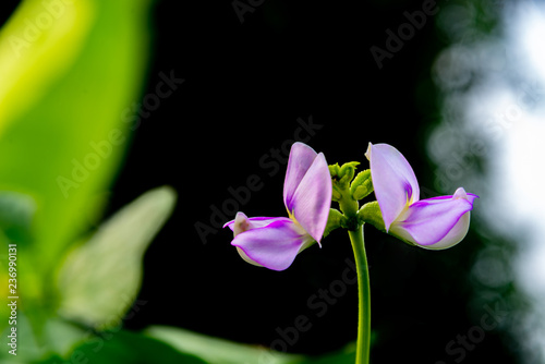 Fototapeta Naklejka Na Ścianę i Meble -  Long bean flower in garden with green leaves on background