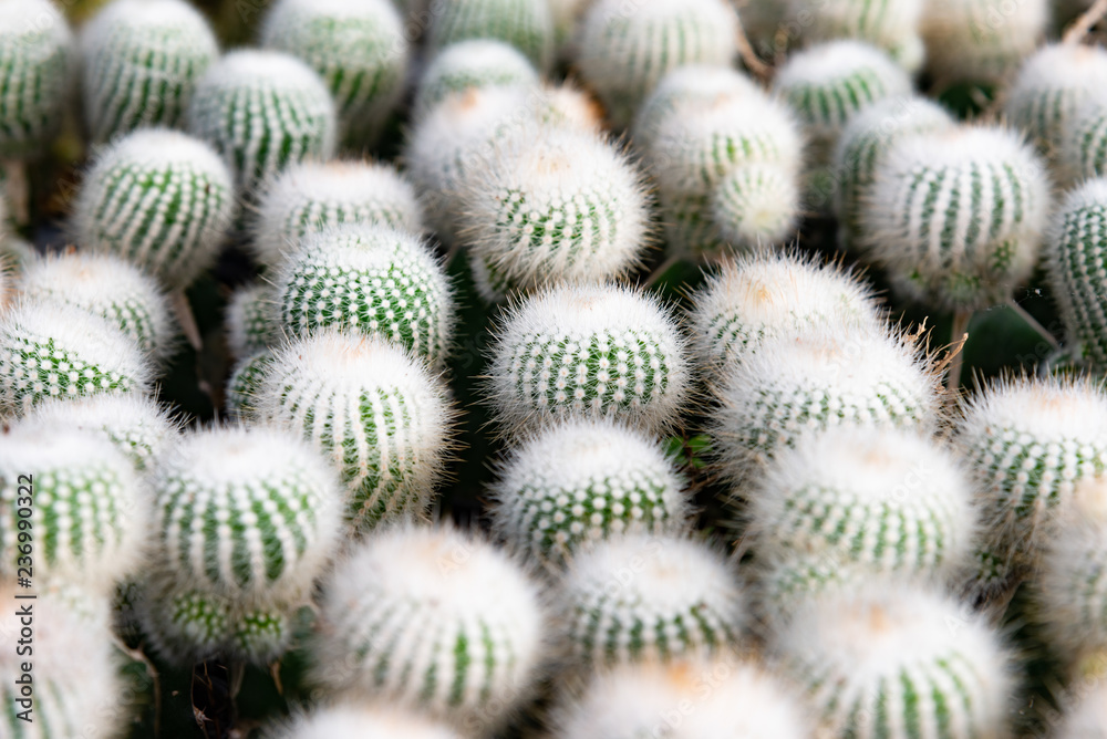 Selective focus close-up top-view shot on Golden barrel cactus (Echinocactus grusonii) cluster, endemic to east-central Mexico widely cultivated as an ornamental plant. Selective focus close-up top-view shot on Golden barrel cactus (Echinocactus grusonii) cluster, endemic to east-central Mexico widely cultivated as an ornamental plant.