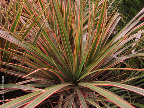 green plant