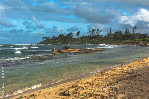 Dead trees along the Waipouli coast, Kauai, Hawaii photo