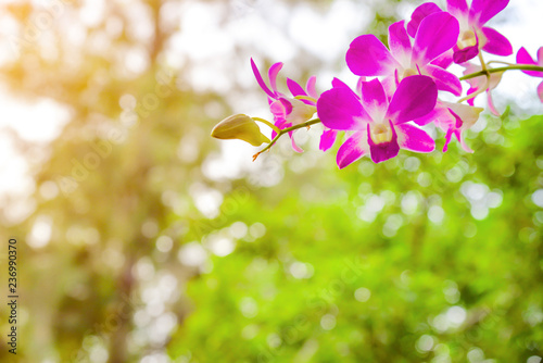 Orchid flower in nature at winter or spring day for postcard beauty and agriculture idea concept design. Rhynchostylis Orchid. photo