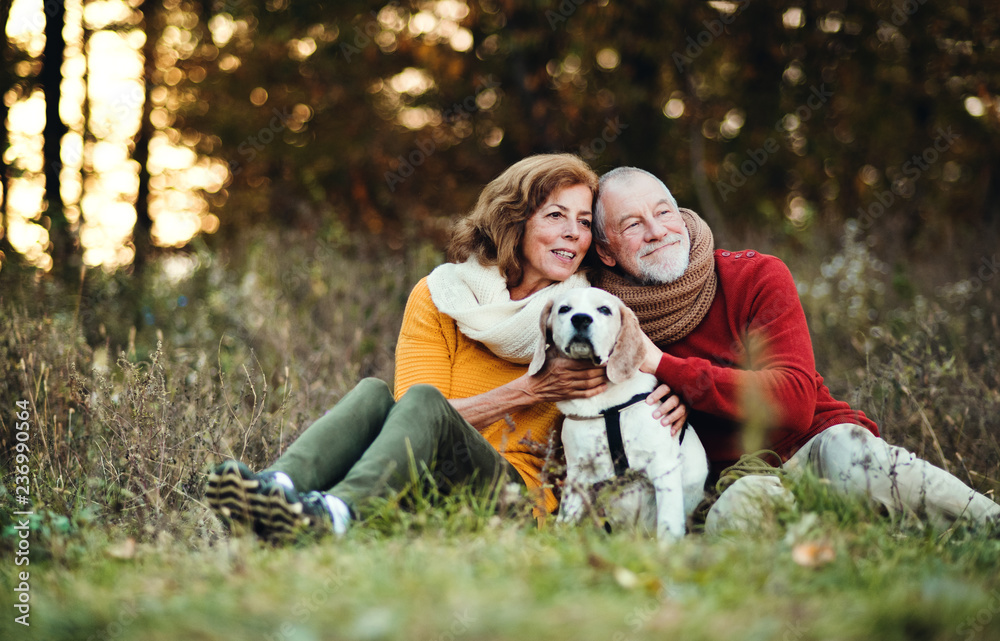 A senior couple with a dog in an autumn nature at sunset. A senior couple with a dog in an autumn nature at sunset.