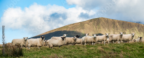 Herd of sheep on a grass hillside, Rural farmland on the Dingle peninsula in the Republic of Ireland photo