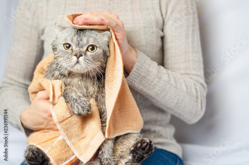 Photography Washing and drying a cute cat