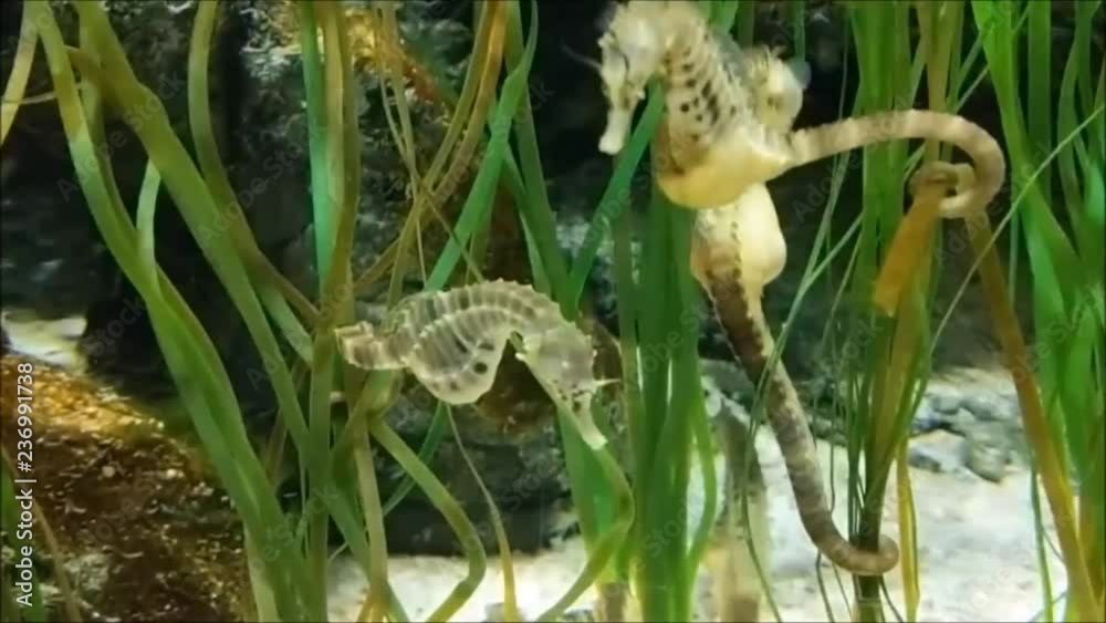 Seahorses