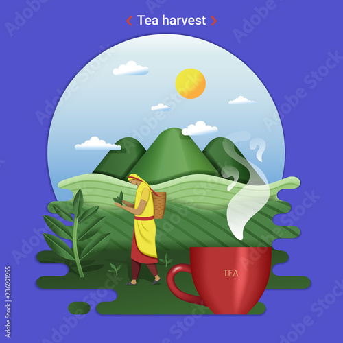 Flat farm landscape illustration of tea harvest. Rural landscape with tea hills and tea field. The woman harvesting tea leaves.