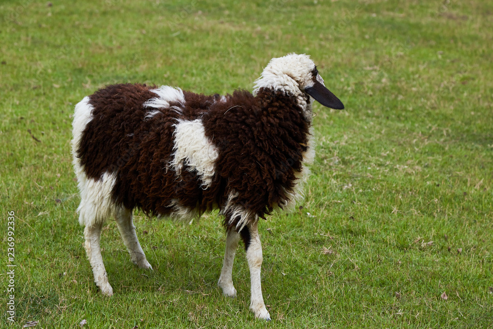 Fototapeta premium Sheeps in a meadow on green grass
