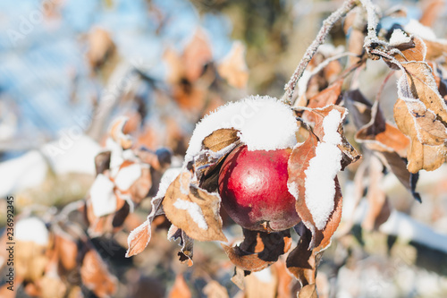 Branch with leaves and red apple covered with hoarfrost and snow on a sunny winter day photo