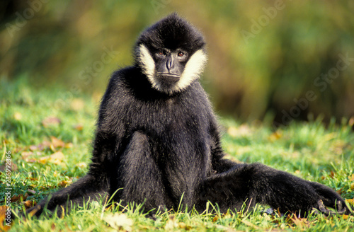 Gibbon noir, Nomascus concolor photo