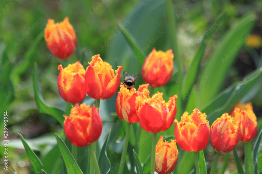 Tulips. Autumn flowers. Bright colorful colors. Bloom.
