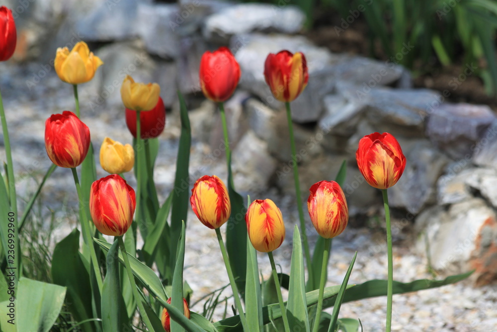 Obraz premium Tulips. Autumn flowers. Bright colorful colors. Bloom.