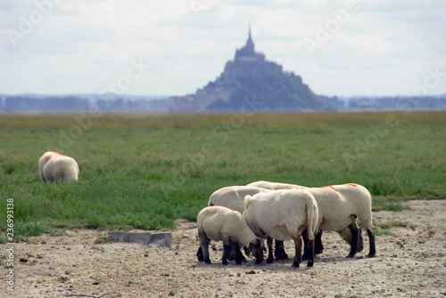Agneaux de prés-salés dans la baie du Mont-Saint-Michel, département de la Manche, Normandie, France
