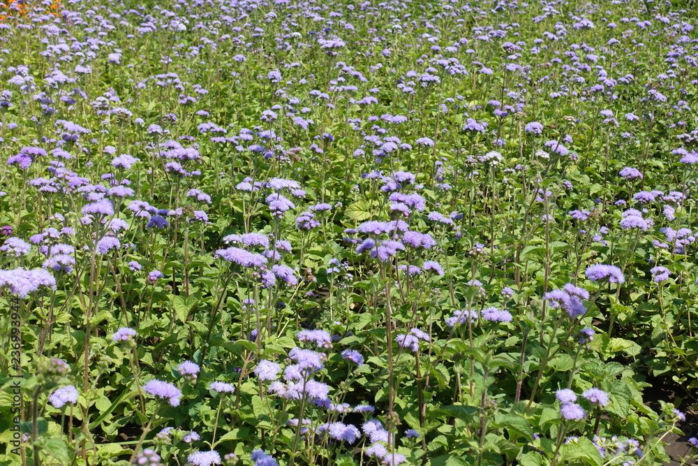 Pale violet flowers of Ageratum houstonianum in July Pale violet flowers of Ageratum houstonianum in July