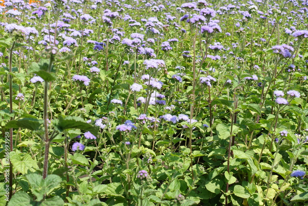 Pastel violet flowers of Ageratum houstonianum in July Pastel violet flowers of Ageratum houstonianum in July
