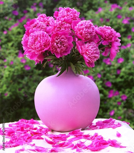 still life with pink peonies and petals