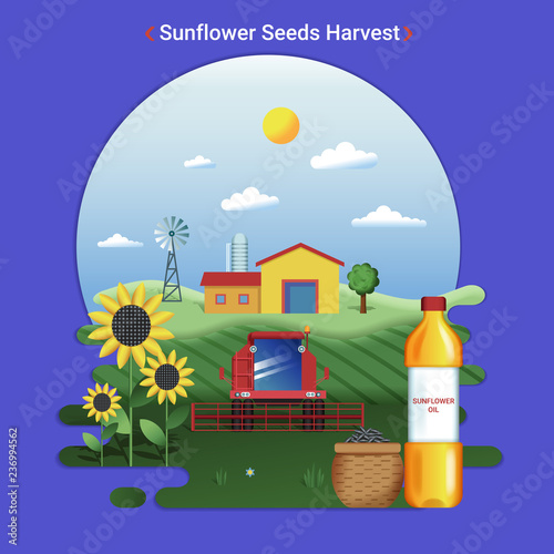 Flat farm landscape illustration of sunflower seeds harvest. Rural landscape with sunflower field and harvester.