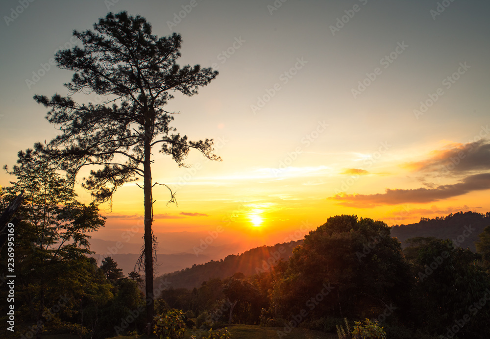 Tree on the mountain with sunset. Tree on the mountain with sunset.