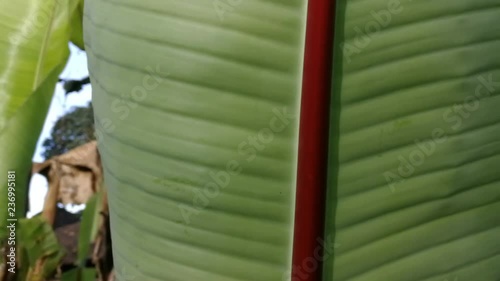 green banana leaf in a plantation