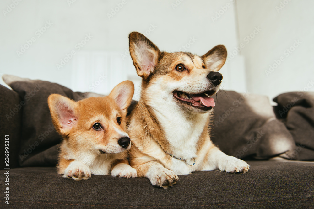 welsh corgi dogs sitting on sofa in living room at home