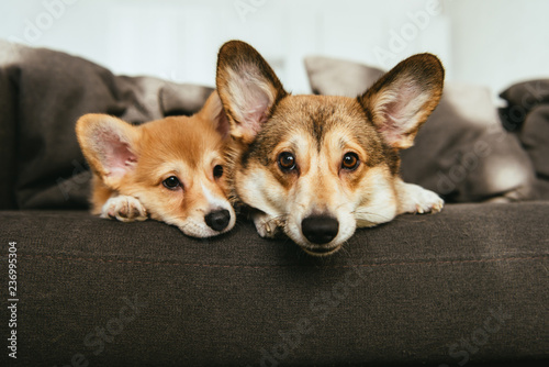 Photography portrait of two adorable welsh corgi dogs laying on sofa at home