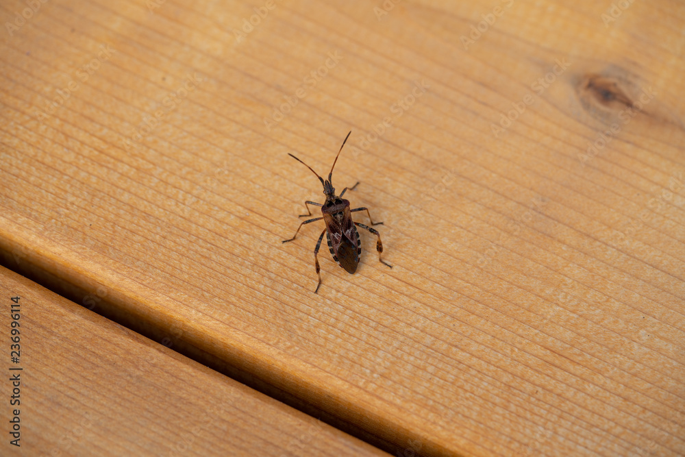 beettle on wood beettle on wood