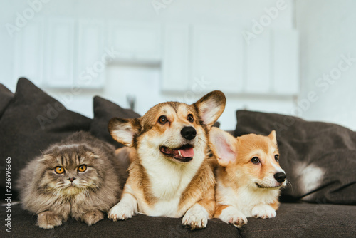 Foto welsh corgi dogs and british longhair cat on sofa at home