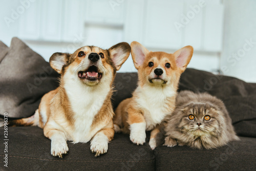 selective focus of adorable welsh corgi dogs and british longhair cat on sofa at home