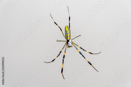 Beautiful macro photography of the spider Nephila clavata, known in Japan as the 