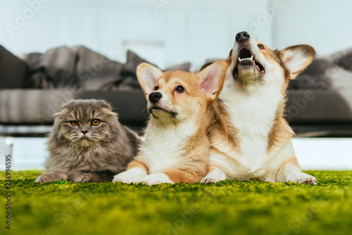 Photography cute welsh corgi dogs and british longhair cat on floor at home