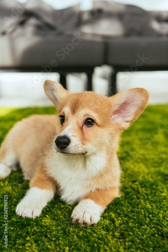 cute welsh corgi pembroke sitting on green lawn in living room at home