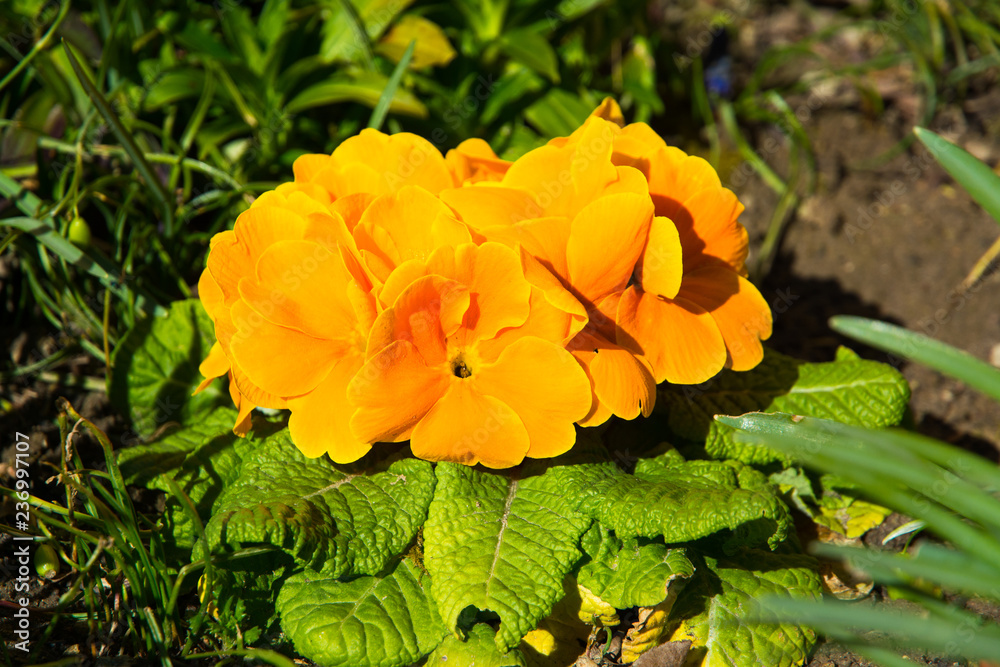 Orange Flower