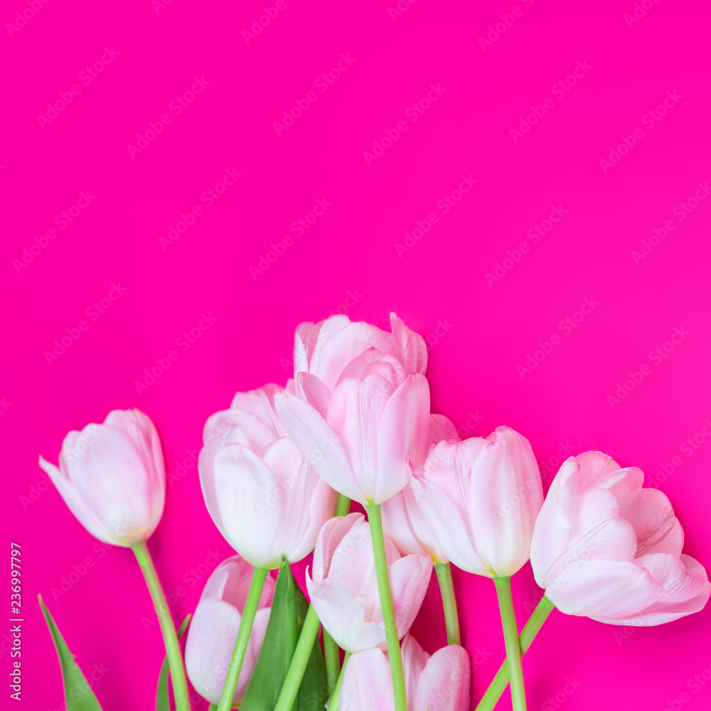 Fototapeta premium Pink tulips flowers on pink background. Happy Easter, Spring and Mother’s Day Card. Flat lay, top view