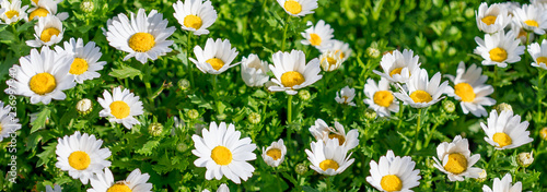 Blossoming spring meadow with chamomile flowers. Beautiful Blooming meadow in sunny day.