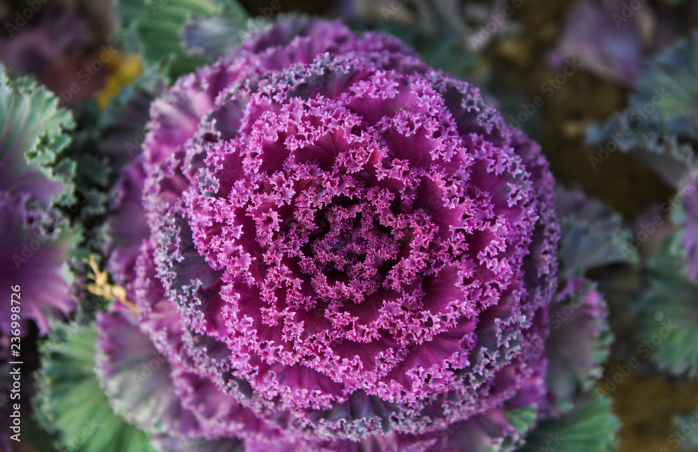 Close up of decorative cabbage or kale Close up of decorative cabbage or kale