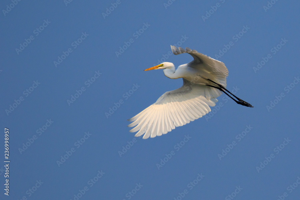 Image of white egret flying in the sky. Animal. white Bird. Image of white egret flying in the sky. Animal. white Bird.
