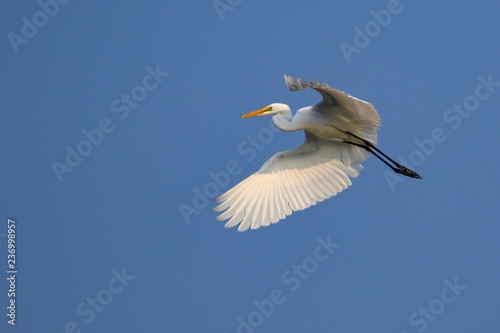 Image of white egret flying in the sky. Animal. white Bird.
