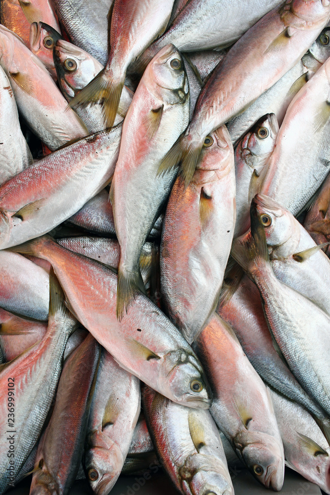 Fish. fresh fish background texture. Fillet and chop fish, fish scales full frame with copy space. Nikulden celebration Fish. fresh fish background texture. Fillet and chop fish, fish scales full frame with copy space. Nikulden celebration
