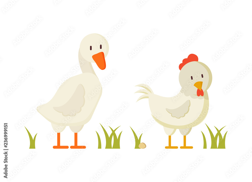 Goose and Chicken Pair of White Domestic Birds