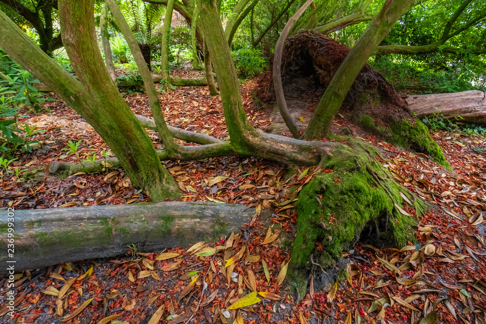 Wald mit Unterschlupf Wald mit Unterschlupf