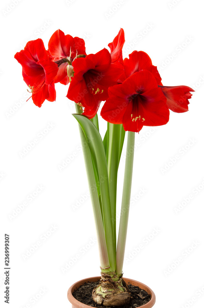 Obraz premium Amaryllis