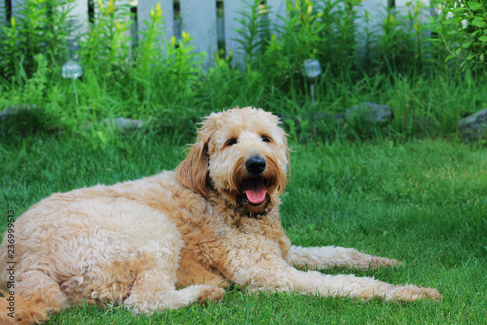 Goldendoodle outdoors. Dog is outside in a garden on a sunny summer day.
