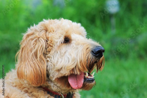 Goldendoodle outdoors. Dog is outside in a garden on a sunny summer day.