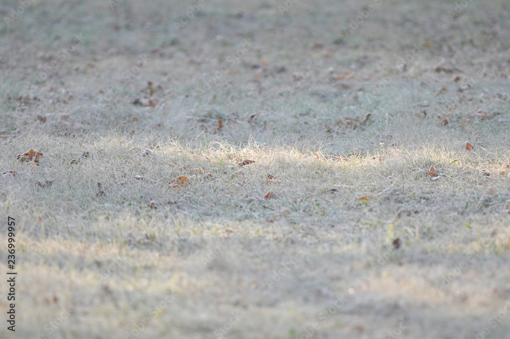 the frost on the grass the frost on the grass