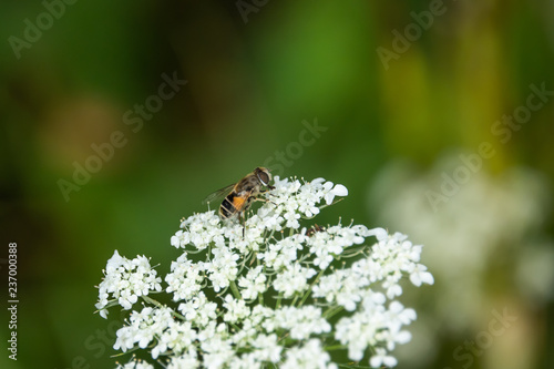 Hoverfly on Apiaceae Flowers in Summer