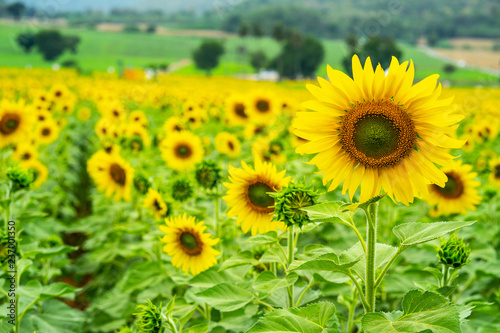 Sunflower field blooming farm