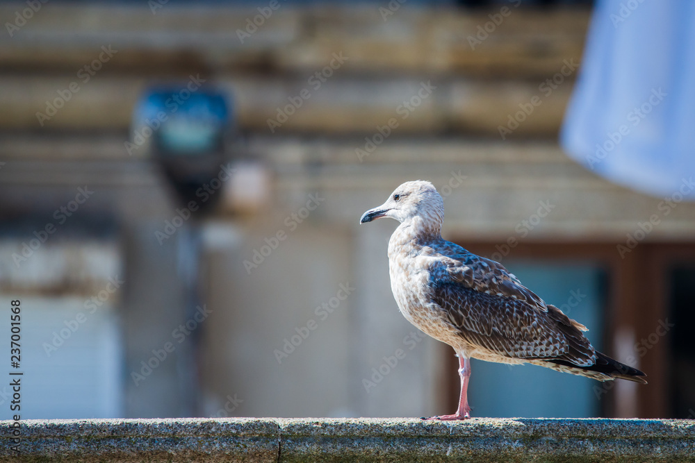 White gull on the ridge of the rooftops of a medieval european coastal city. Sea bird, gable, blue sky White gull on the ridge of the rooftops of a medieval european coastal city. Sea bird, gable, blue sky